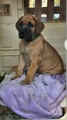 Baya - Dogue allemand
