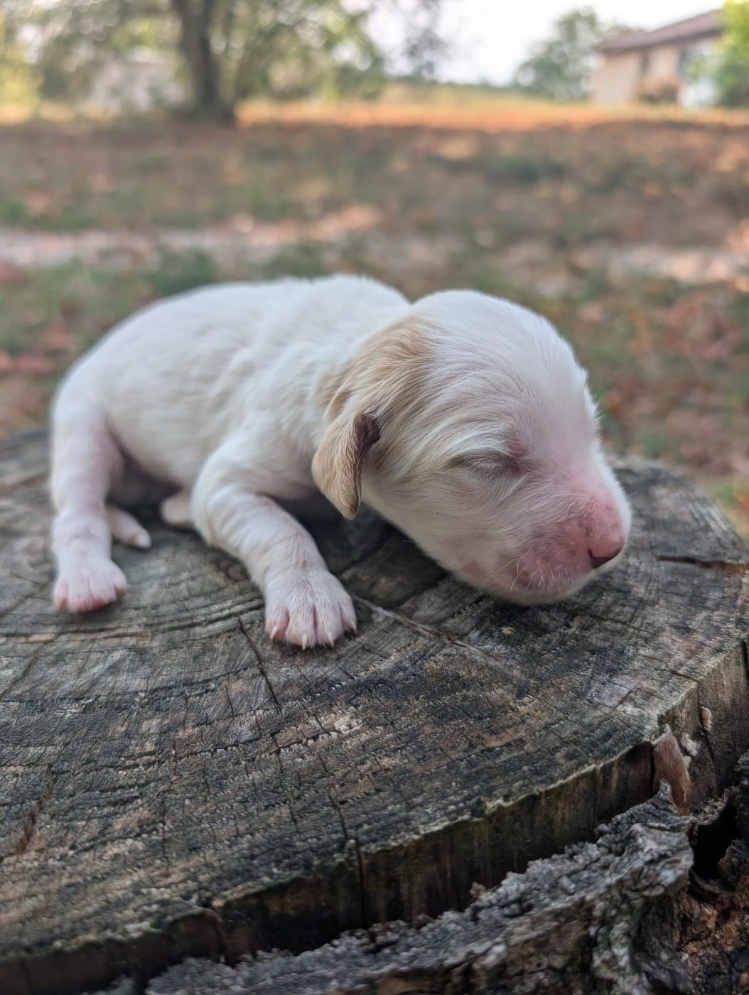 CHIOT 6 - Setter Anglais