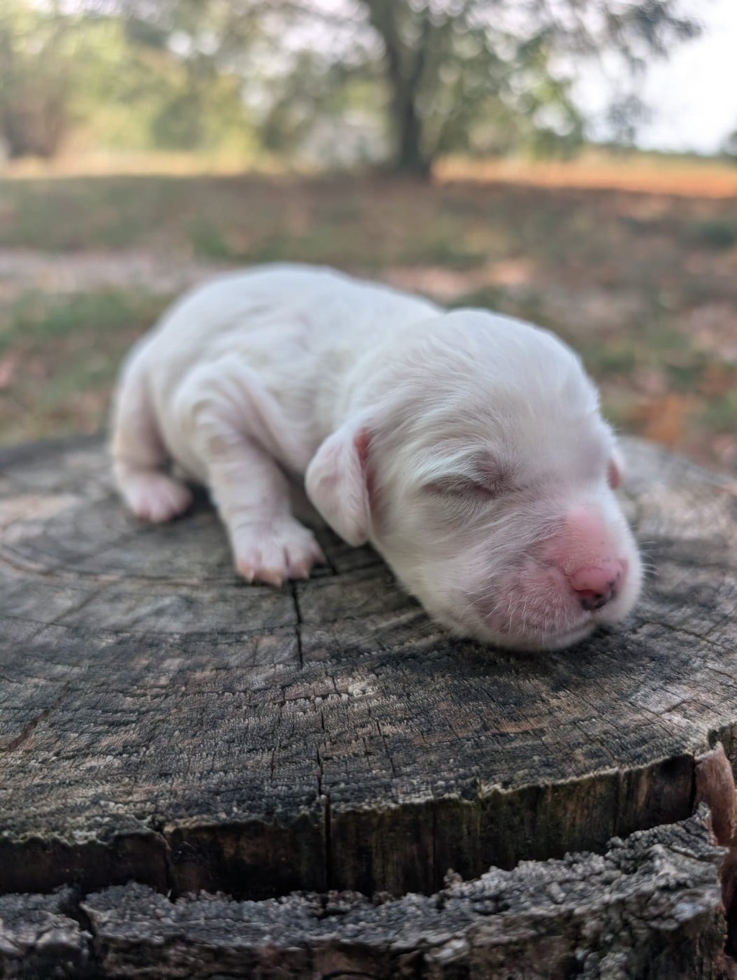 CHIOT 7 - Setter Anglais