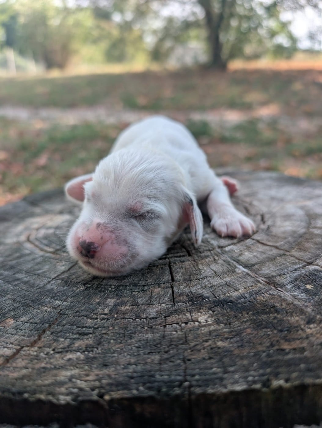 CHIOT 9 - Setter Anglais