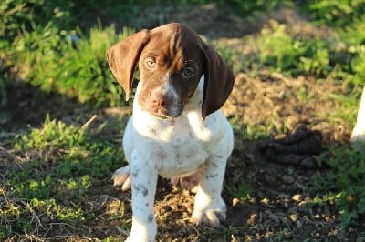 Les chiots de Braque français, type Pyrenees (petite taille)