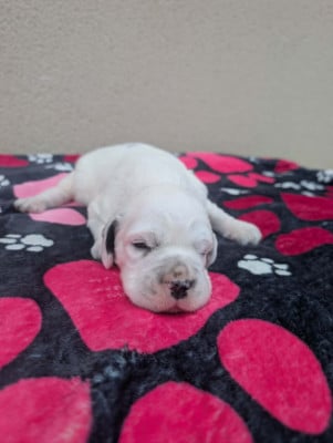 Les chiots de Setter Anglais