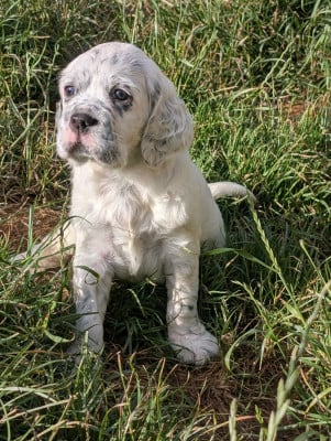 Les chiots de Setter Anglais