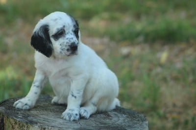 Les chiots de Setter Anglais