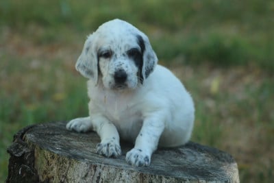 Les chiots de Setter Anglais