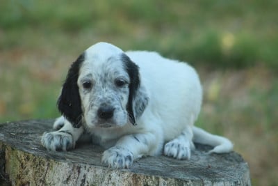 Les chiots de Setter Anglais
