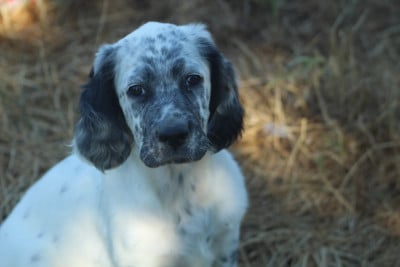 Les chiots de Setter Anglais