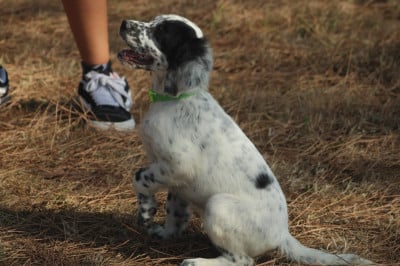 Les chiots de Setter Anglais