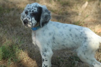 Les chiots de Setter Anglais