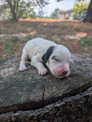 CHIOT 8 - Setter Anglais