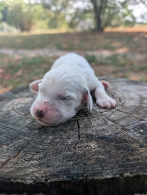 CHIOT 9 - Setter Anglais