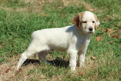 Les chiots de Setter Anglais