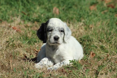 Les chiots de Setter Anglais