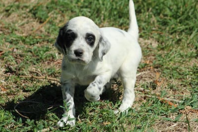 Les chiots de Setter Anglais