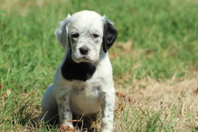 Les chiots de Setter Anglais