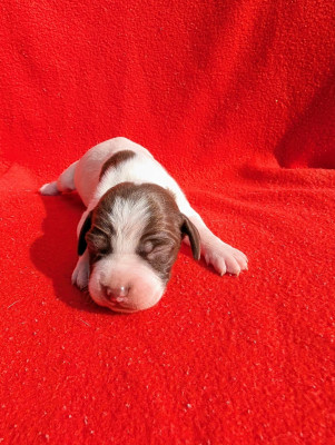 Les chiots de Braque français, type Pyrenees (petite taille)