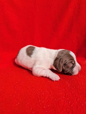 Les chiots de Braque français, type Pyrenees (petite taille)