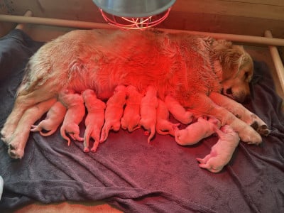 Les chiots de Golden Retriever