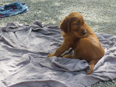 Les chiots de Setter irlandais rouge