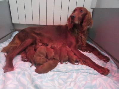 Setter irlandais rouge
