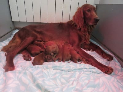 CHIOT 3 - Setter irlandais rouge