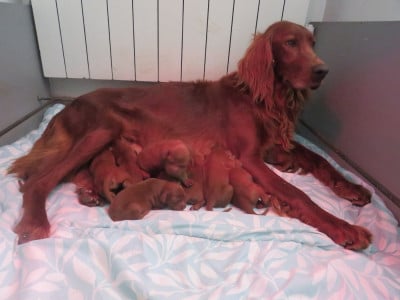 CHIOT 4 - Setter irlandais rouge
