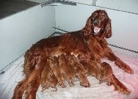 Setter irlandais rouge - GRANDE FAMILLE DE NAYA ET OCEAN DES BORDSDU CLAIN - Des Bords Du Clain