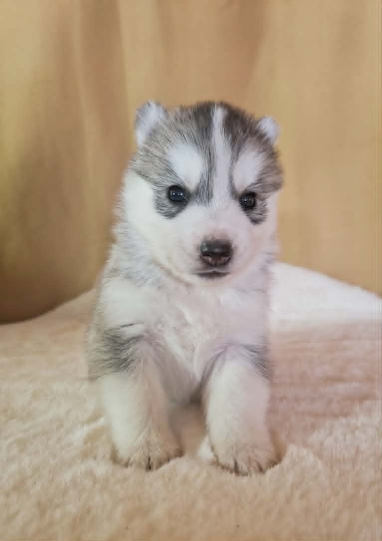 BORN TO SHINE