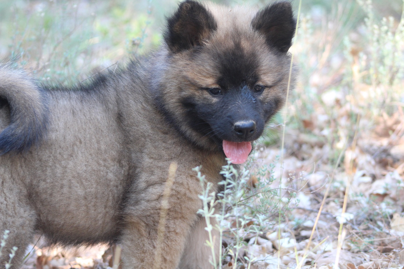 Bluma (rose)
