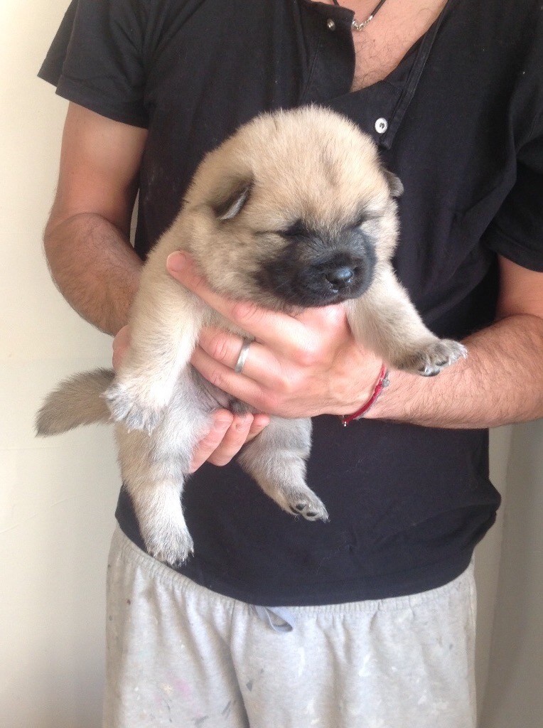Chiot Eurasier, CHIOT Collier gris, mâle disponible en