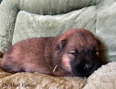 Les chiots de Eurasier
