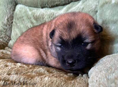 Les chiots de Eurasier