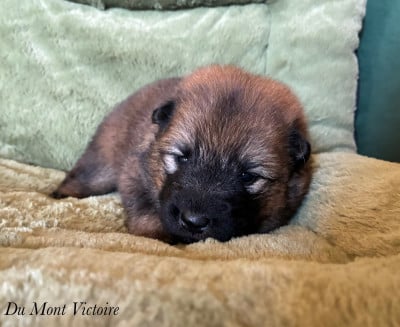 Les chiots de Eurasier