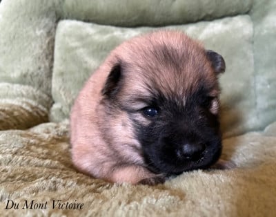 Les chiots de Eurasier