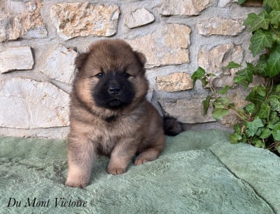 Les chiots de Eurasier