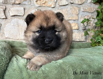 Les chiots de Eurasier