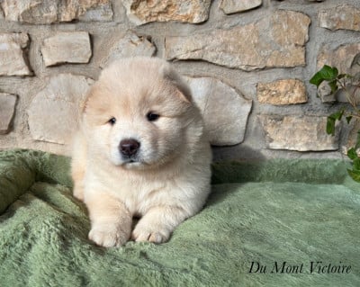 Les chiots de Eurasier