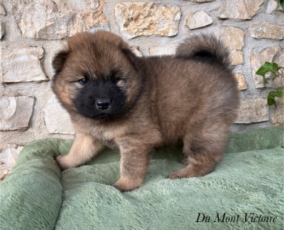 Les chiots de Eurasier