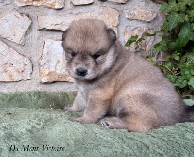 Les chiots de Eurasier