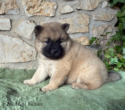 Les chiots de Eurasier