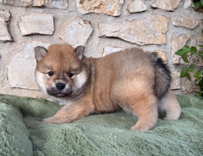 Les chiots de Eurasier