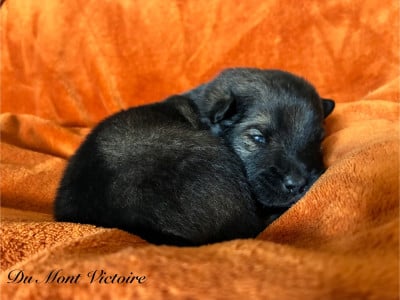 Les chiots de Eurasier