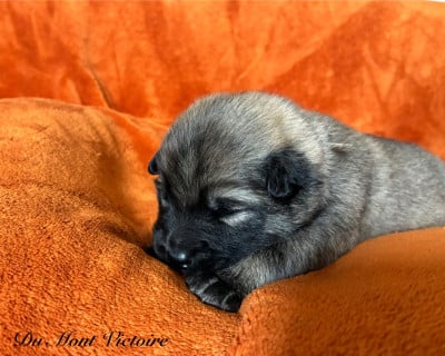 Les chiots de Eurasier