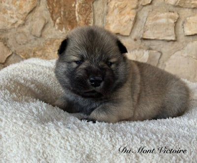 Les chiots de Eurasier