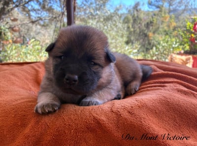 Les chiots de Eurasier