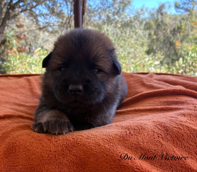 Les chiots de Eurasier
