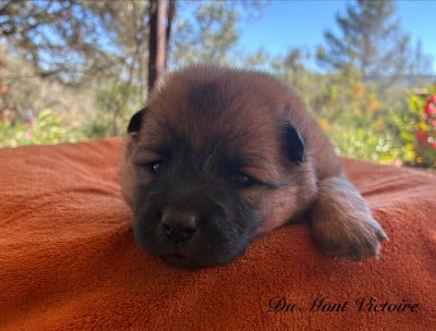 Les chiots de Eurasier