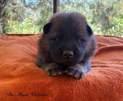 Les chiots de Eurasier