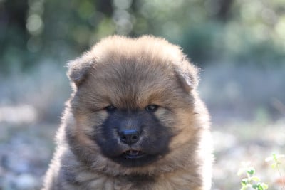 Les chiots de Eurasier