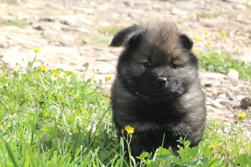 Eurasier - Du Mont Victoire